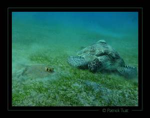 lunch time in a field of sea grass - Marsa Abu Abab - Egy... by Patrick Tutt 